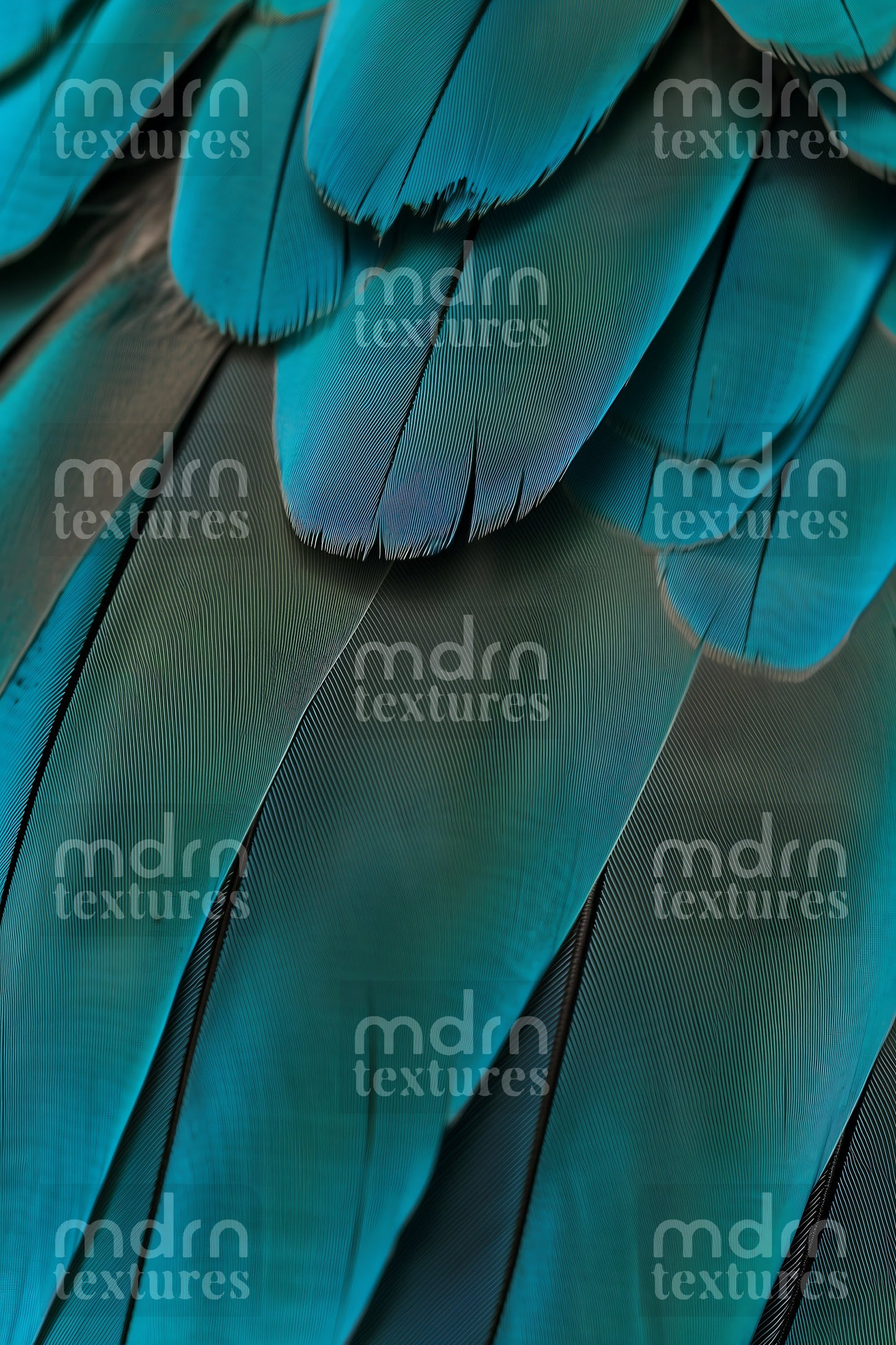 Feather