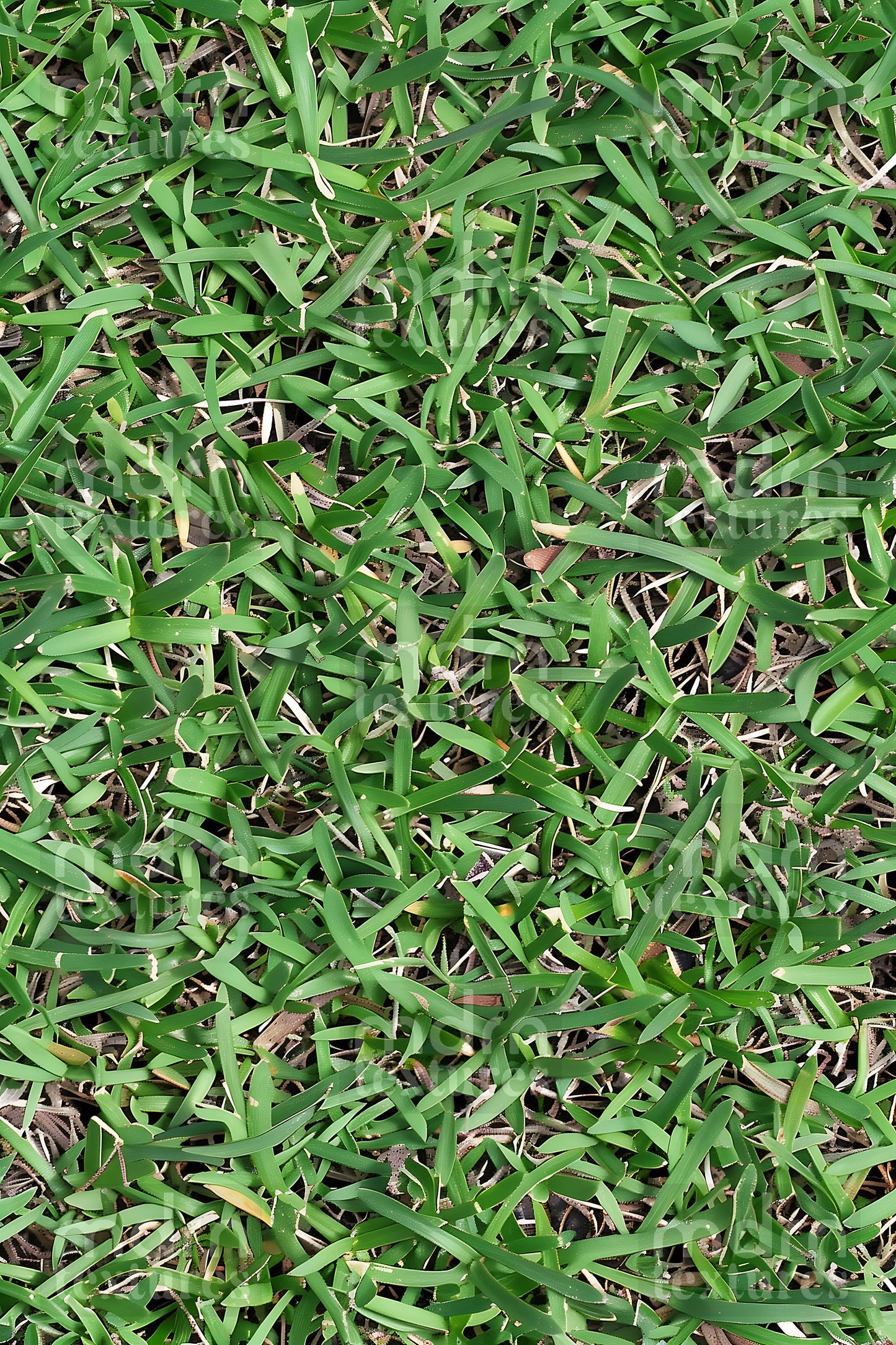 Grass Textures