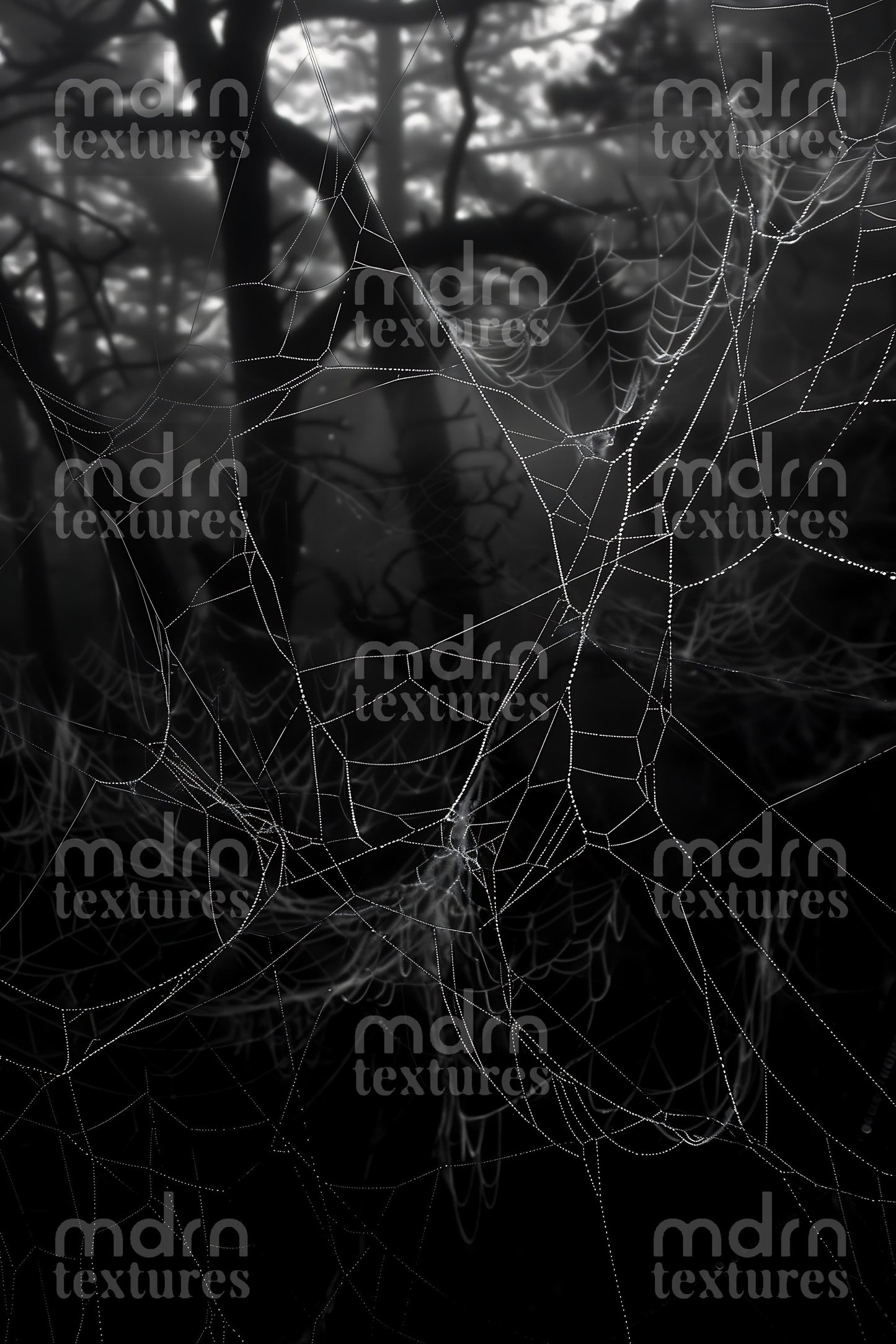 Cobwebs and Spiderwebs